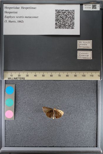 Media type: image;   Entomology 197399